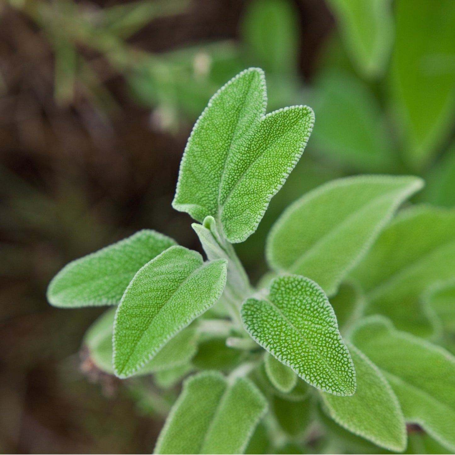 Greek Sage Tea (Ikaria Blue Zone)